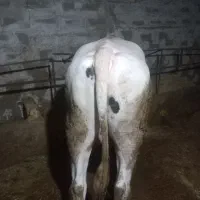 گوساله نر