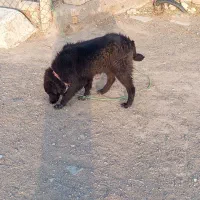 واگذاری توله ماده