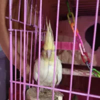 سه عدد عروس هلندی