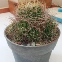 گیاه آشیانه پرنده