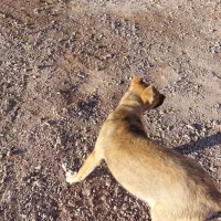 سگ بولی|سگ|بیرجند, |دیوار