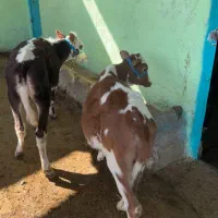 گوساله