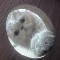 گربه ی پرشین ماده جهت جفت گیری با نر