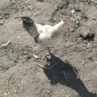 معاوضه ۲ خروس(قرمز گلپایگان سفید محلی) با۳مرغ محلی