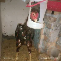 خروس لاری