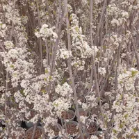 نهال سبزقم انواع درخت میوه  نهالستان شناسنامه دار