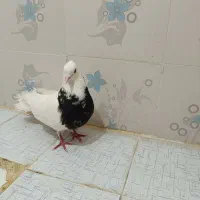 طوقی هفت رنگ نر