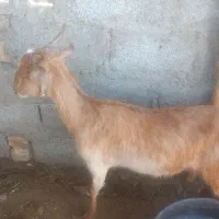 گوسفنده فروشی هست
