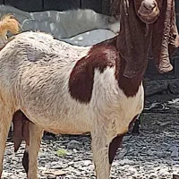 دو عدد بز پاکستانی  آبستن دررودان
