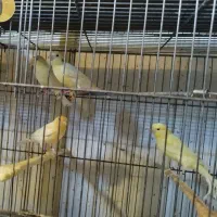 قناری|پرنده|کرج, چهارصد دستگاه|دیوار