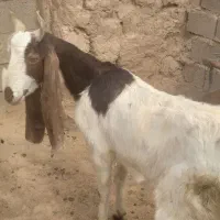 فروش یک عدد بز پاکستانی و بز سانن