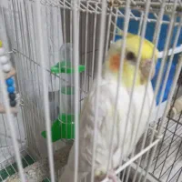 عروس|پرنده|سمنان, |دیوار