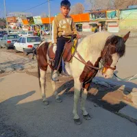 اسب|اسب و تجهیزات اسب‌سواری|مشهد, تبادکان|دیوار