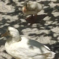 اردک