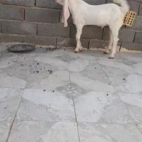 بزگلابی