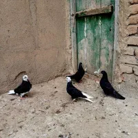 جوجه طوقی هیچ یک پر