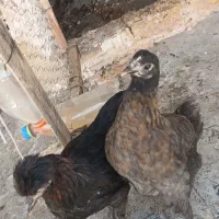 نیمچه    دانخوری ۶ کیلو ای هم موجوده