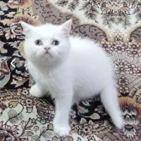 واگذاری گربه اسکاتیش