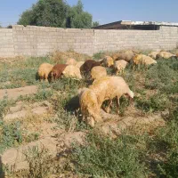 14 میش و بره