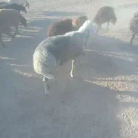 شیشک بره