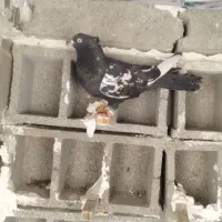 کفتر جوجه وسینه