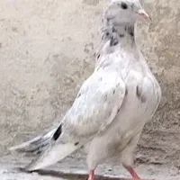 جوجه کبوتر سرور سرخ پرشی
