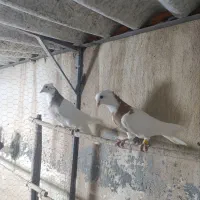 طوقی|پرنده|قم, شهر قائم|دیوار