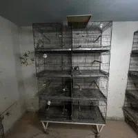 قفس ۸هشت خان اردشیر ماده جدا کن
