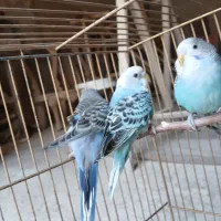 سه عدد مرغ عشق