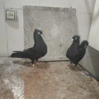 جفت کبوتر زاغ چشم چنگ سفید