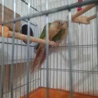 گرینچیک مولد