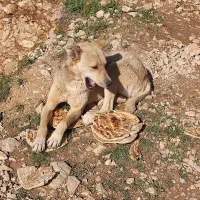 سگ نژادی|سگ|فاروج, |دیوار