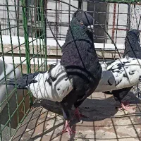 سینه سیاه نر کاکل میخ دوکت سفید