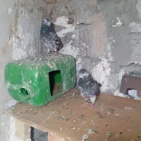 پرنده|پرنده|مشگین شهر, |دیوار