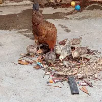مرغ