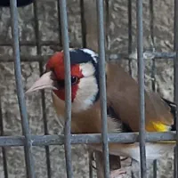 سحره نر مست