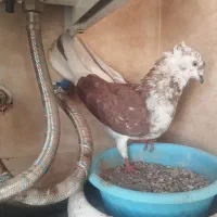 گرگی کاکلی ماده