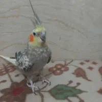 عروس هلندی ماده