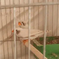 فنچ مولد