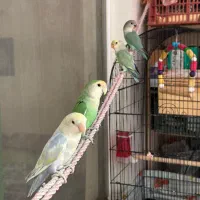 یک جفت طوطی برزیلی به همراه دو جوجه
