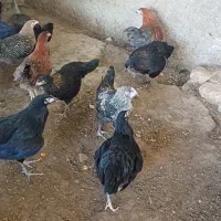 جوجه مرغ محلی