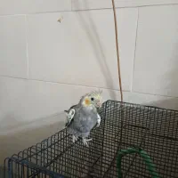 عروس هلندی