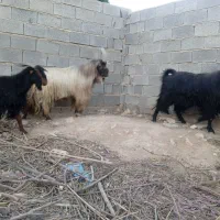 دوبر بذری