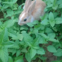خرگوش معاوضه با جوجه مینا
