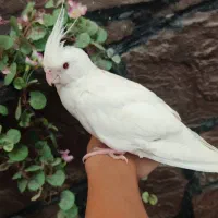 عروس هلندی آلبینو ماده