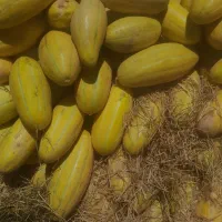 خربزه گوسفندی