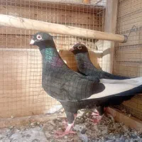 جفت قره