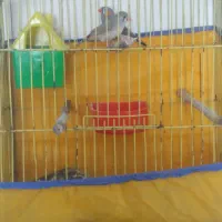 فنچ|پرنده|ایذه, |دیوار