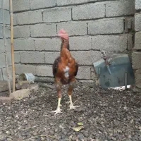 خروس لاری