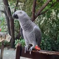 فروش کاسکو ۲ ساله